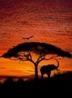 Fototapety National Geographic Západ Slunce v Africe